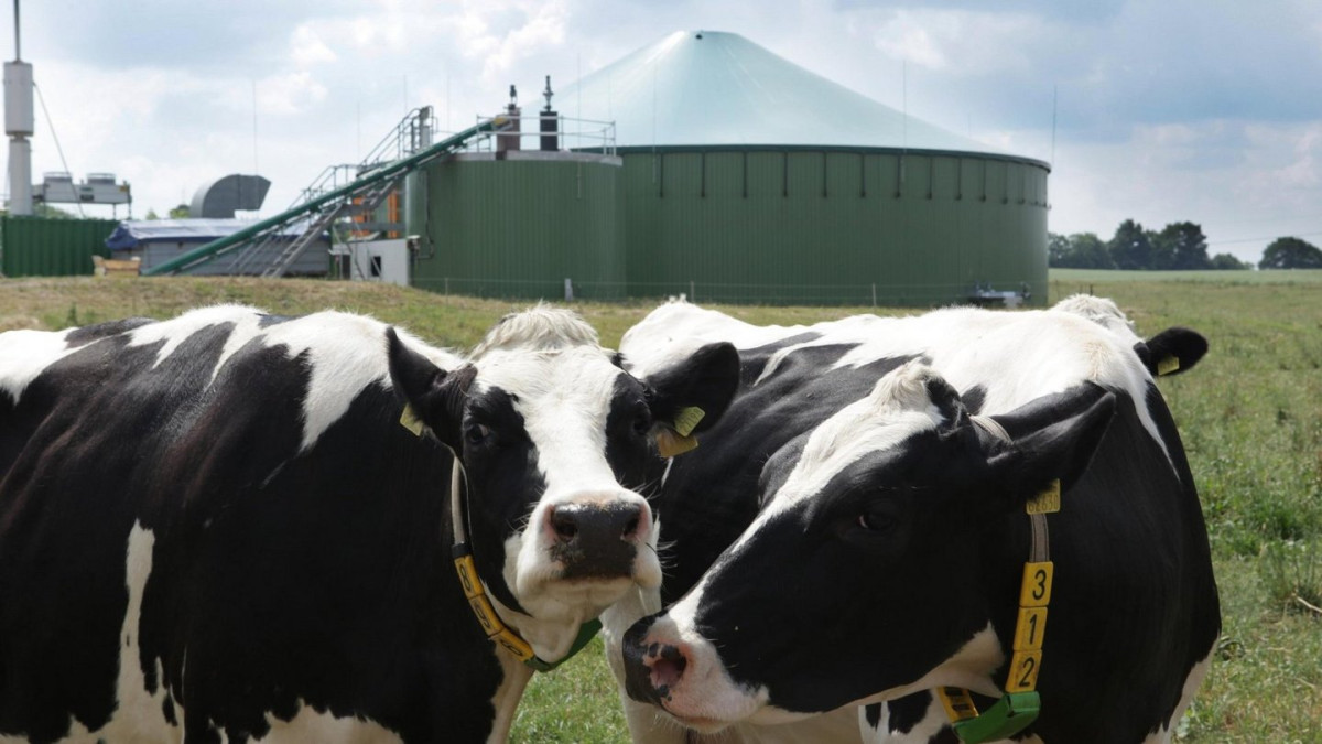 Picture shows cows in front of biogas plant