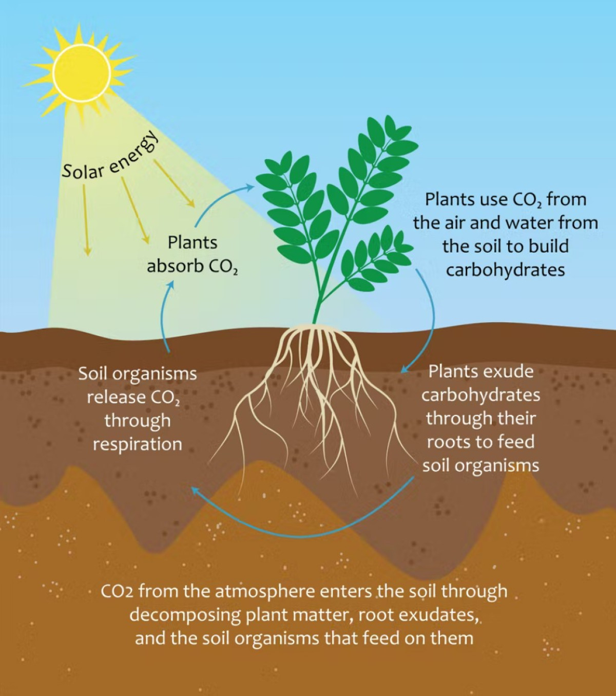 Carbon Farming Explained: The Pros, The Cons And The EU's Plans | Clean ...