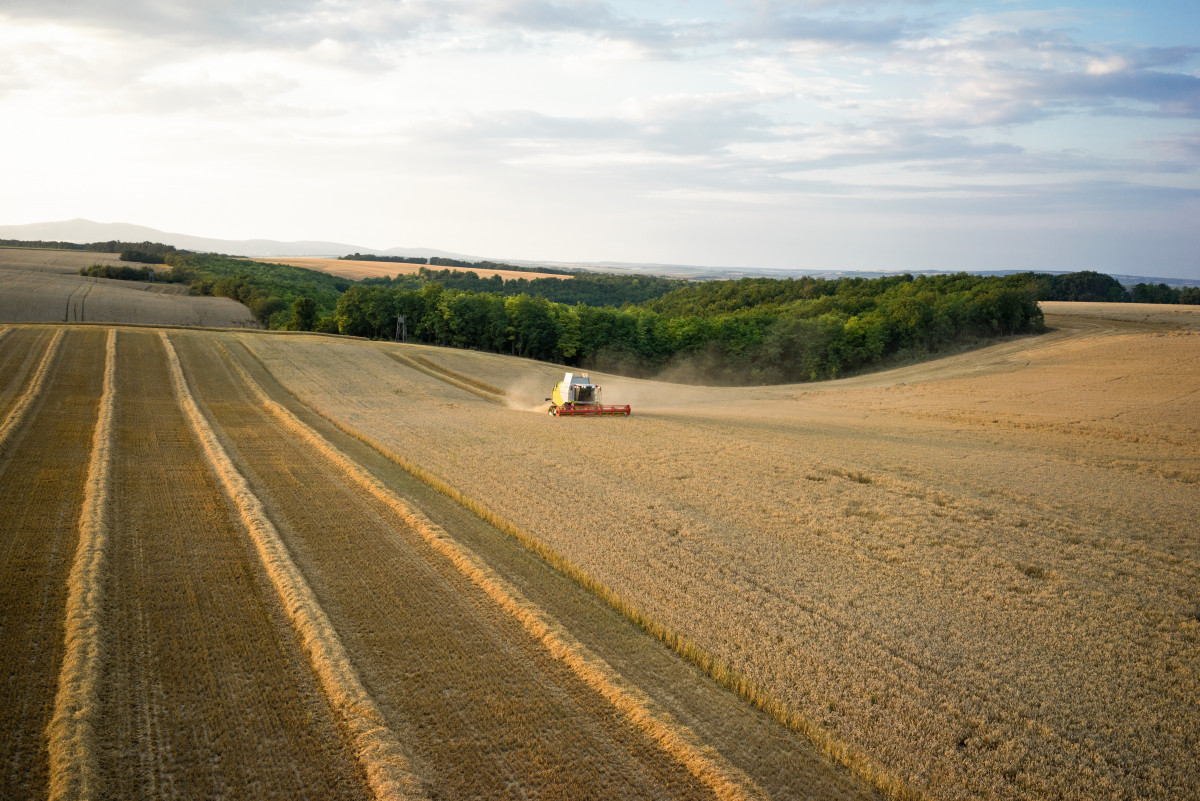 Farmers adapt by planting earlier in the year, as vegetation seasons shift, or using entirely different crops. Photo: Claas KGaA mbH. Photo shows corn field harvest. Photo: Claas KGaA mbH.