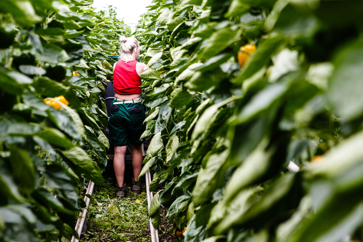   An employee harvesting peppers in the greenhouse at Westhof Bio farm in Wöhrden, Germany. Source: European Union/Frank Molter. 