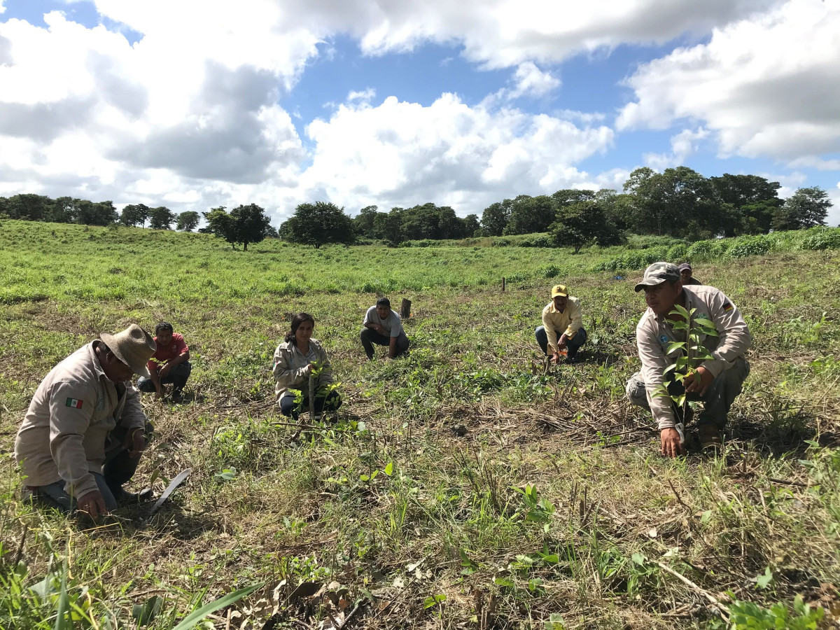 Planting trees in Mexico - one of the CO2 reduction projects pursued by much-criticised German NGO Plant for the Planet. Photo: Plant for the Planet.